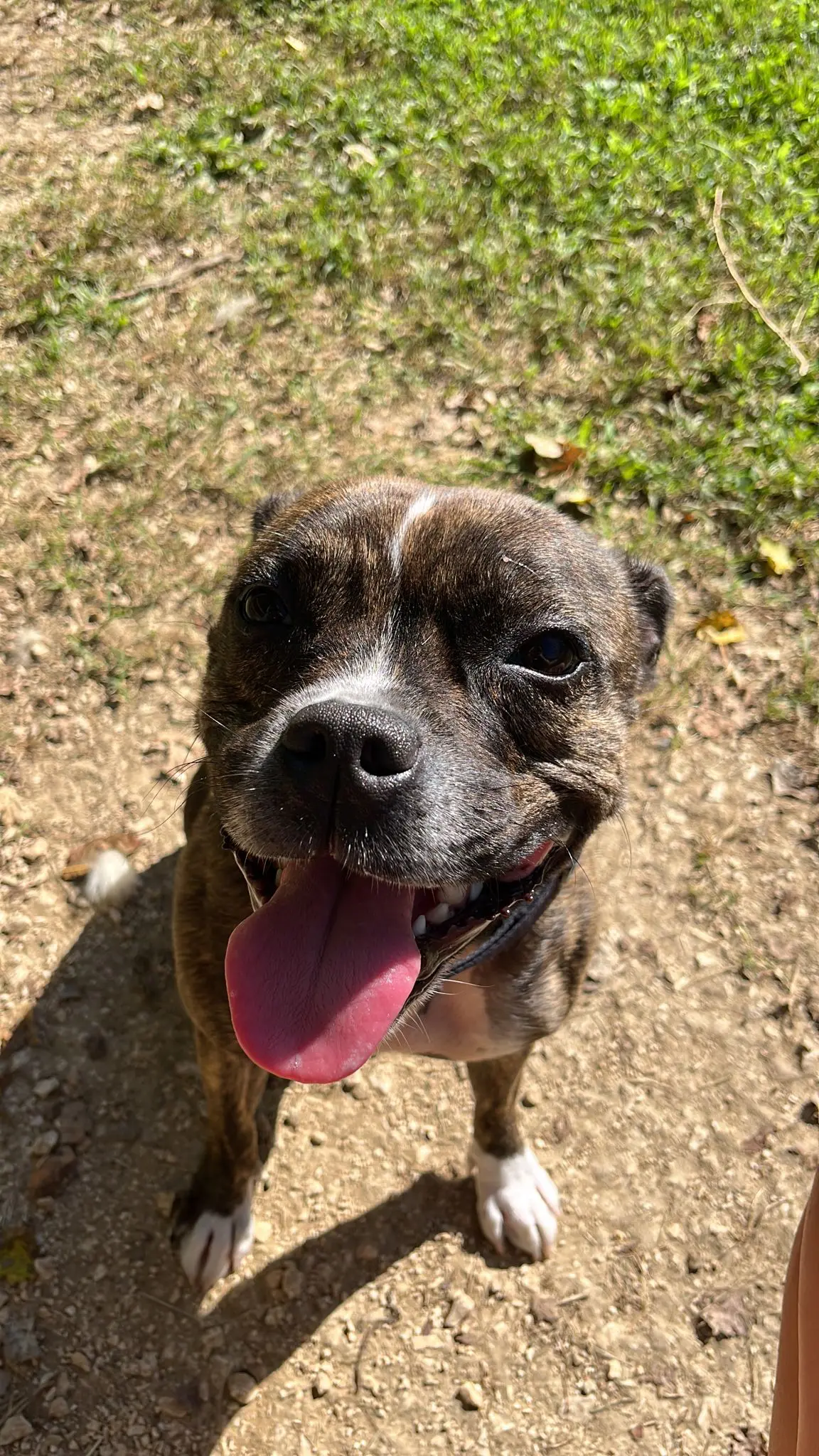 pensione per cani udine friuli venezia giulia