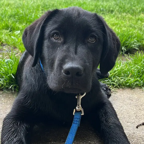 cucciolo labrador retriever