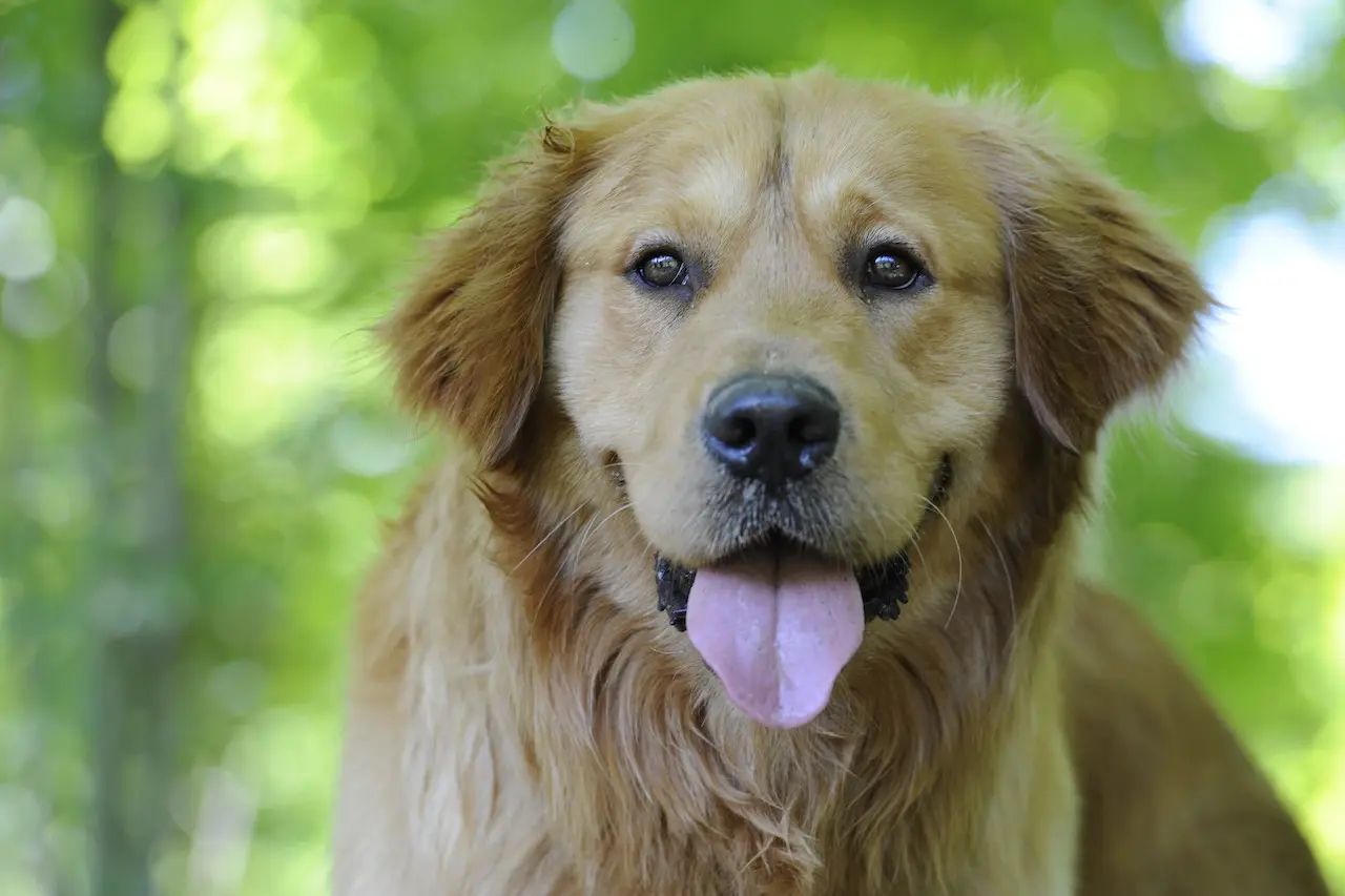 allevamento golden retriever friuli venezia giulia