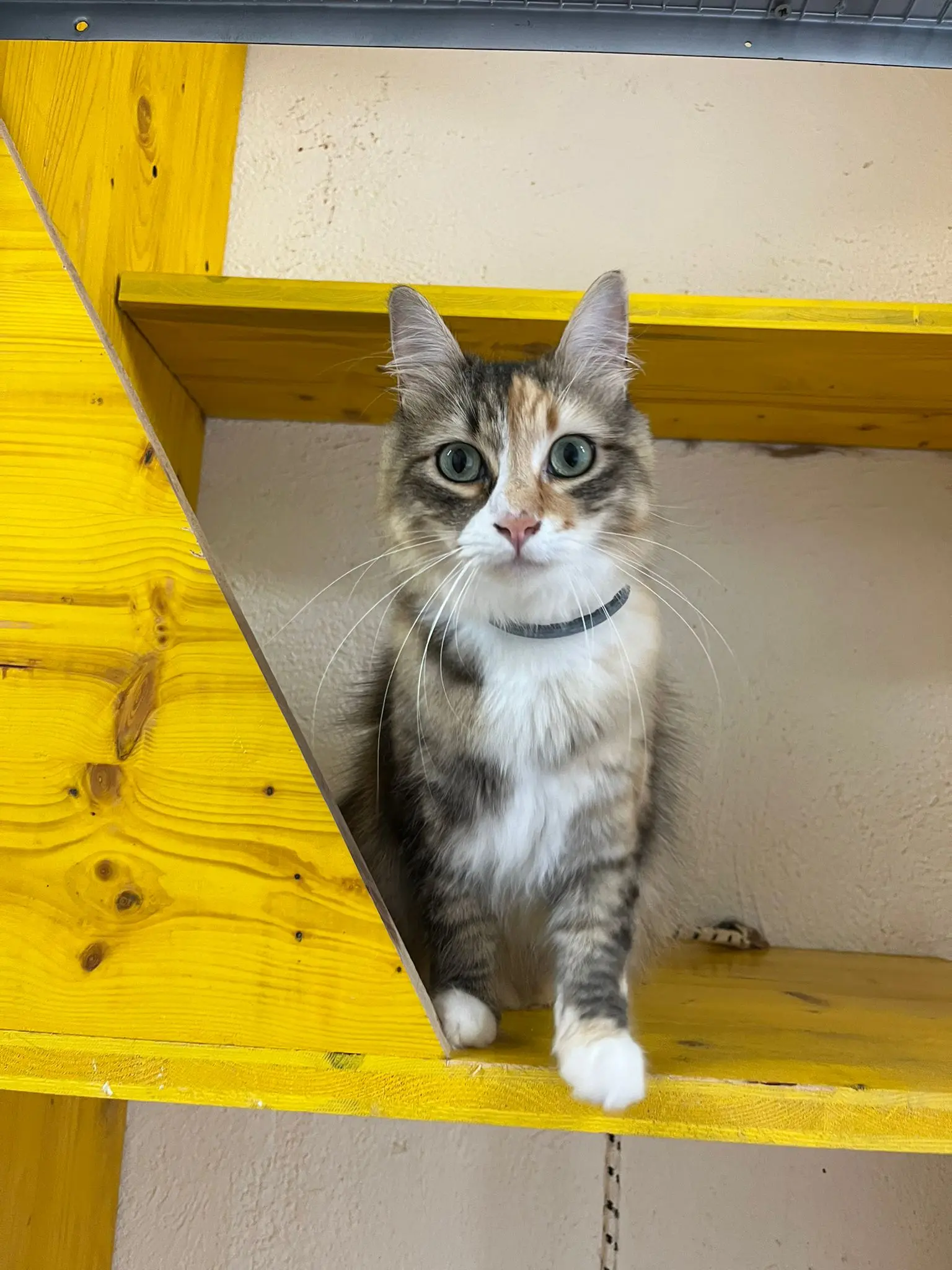 gatto pensione  udine friuli venezia giulia