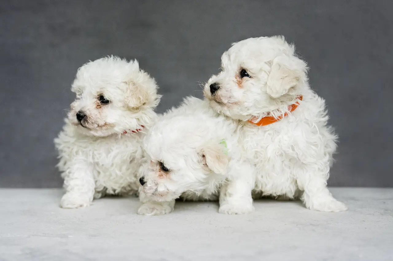 cuccioli di bolognese udine friuli venezia giulia