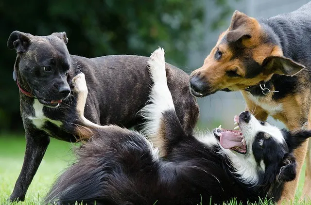 socializzazione cani friuli venezia giulia