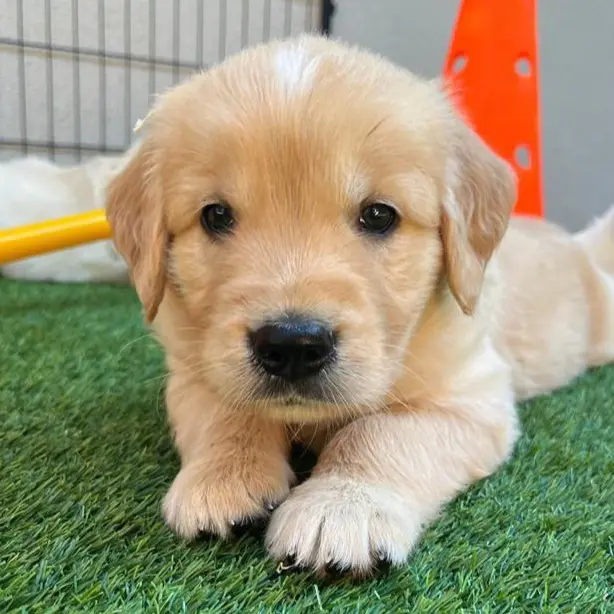 cuccioli labrado retriever udine friuli venezia giulia