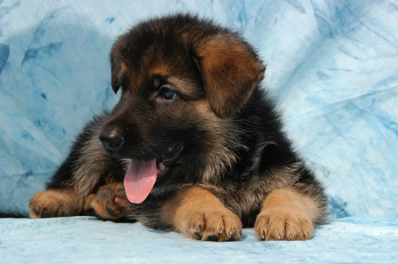 cuccioli pastore tedesco friuli venezia giulia