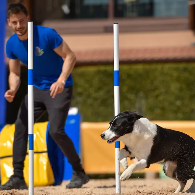 agility dog friuli venezia giulia