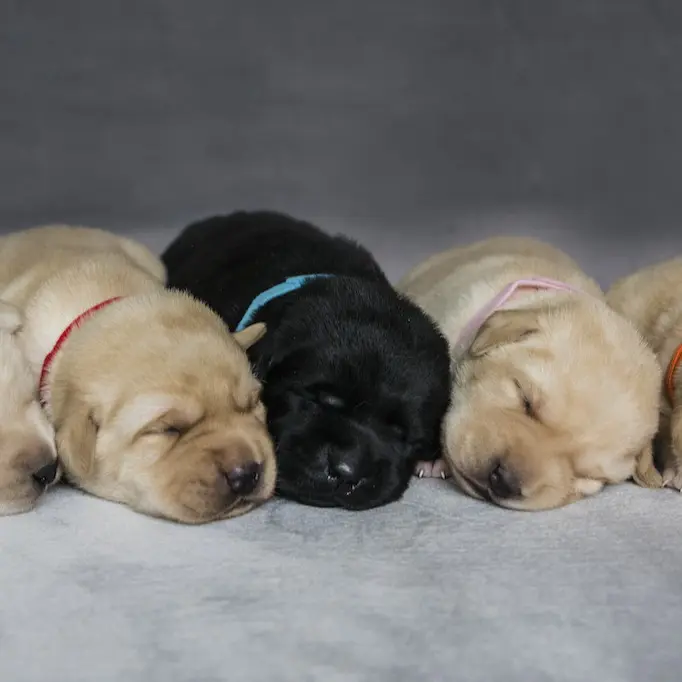 cuccioli labrado retriever udine friuli venezia giulia