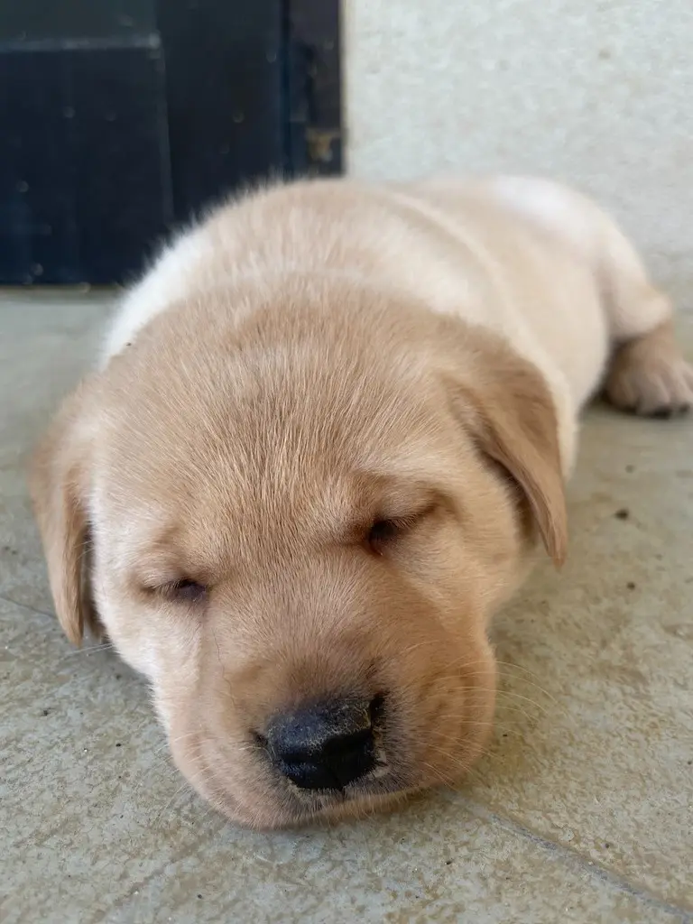 cucciolo labrador retriever