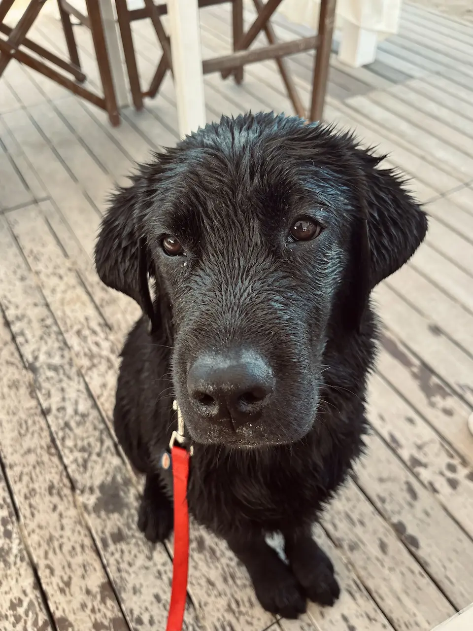 cucciolo labrador retriever