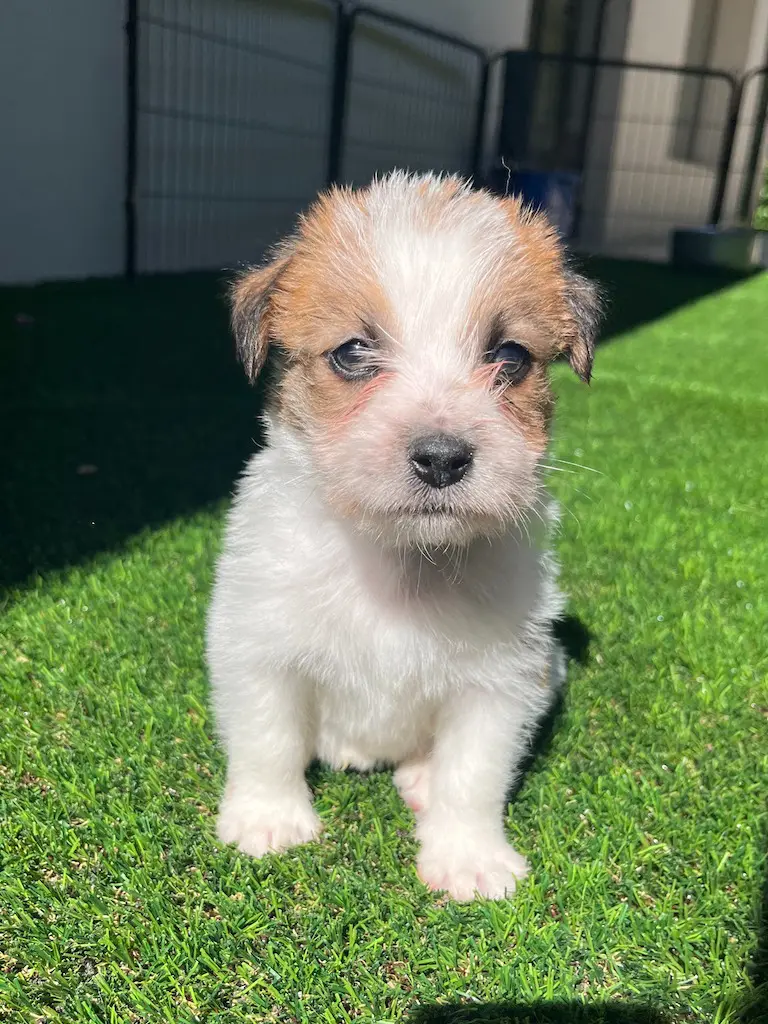 cucciolo jack russell