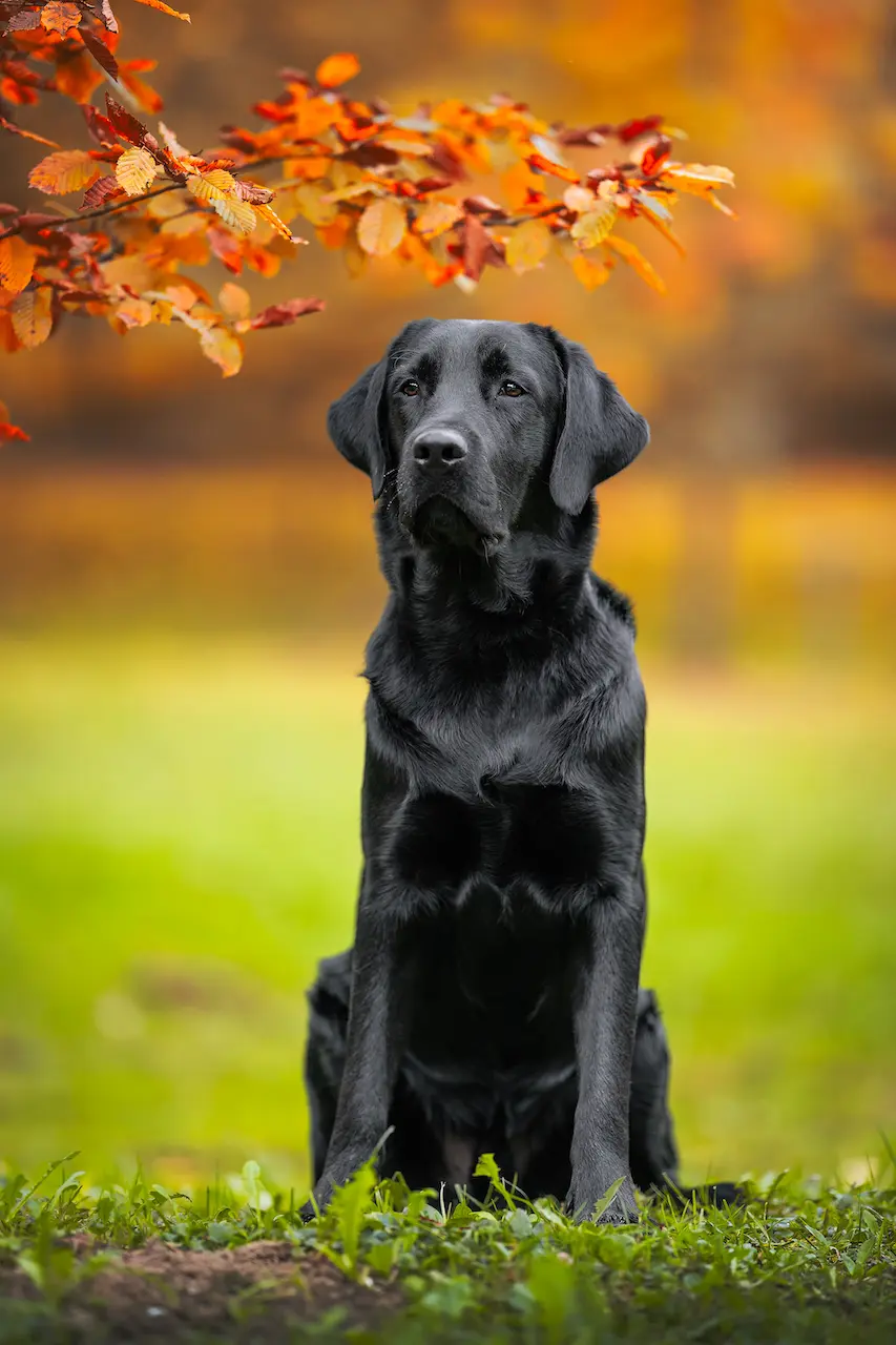 allevamento labrador retriever friuli venezia giulia