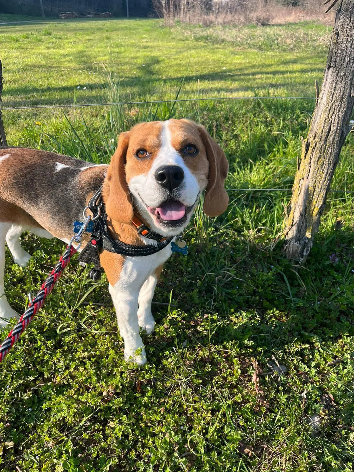 pensione per cani udine friuli venezia giulia