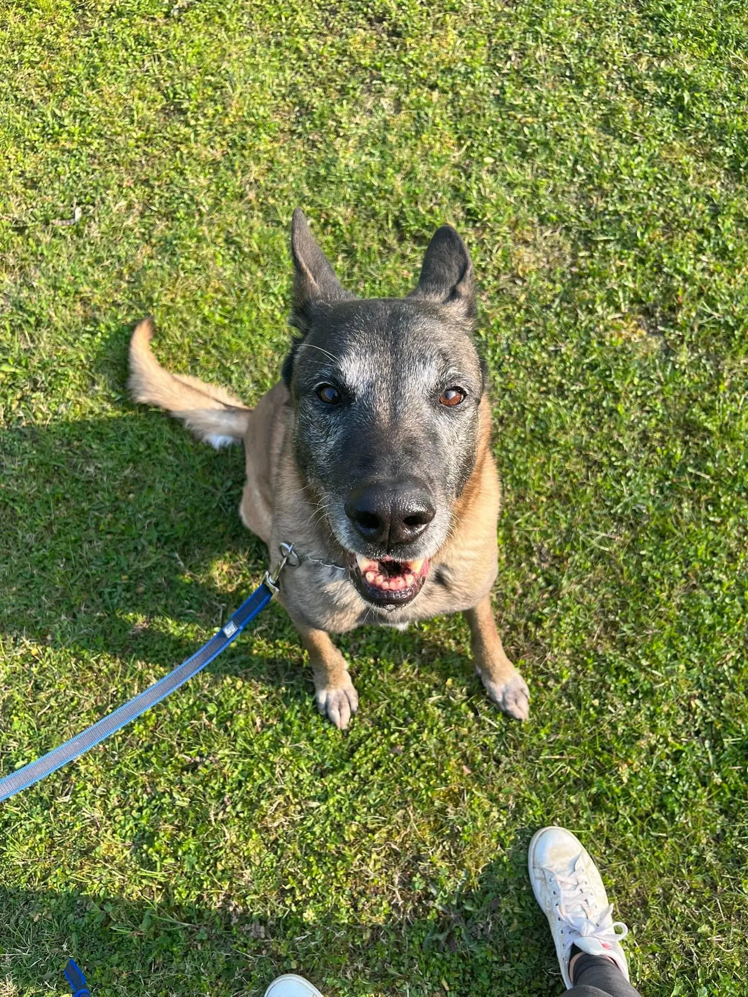 pensione per cani udine friuli venezia giulia