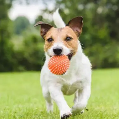 attività ludiche cani