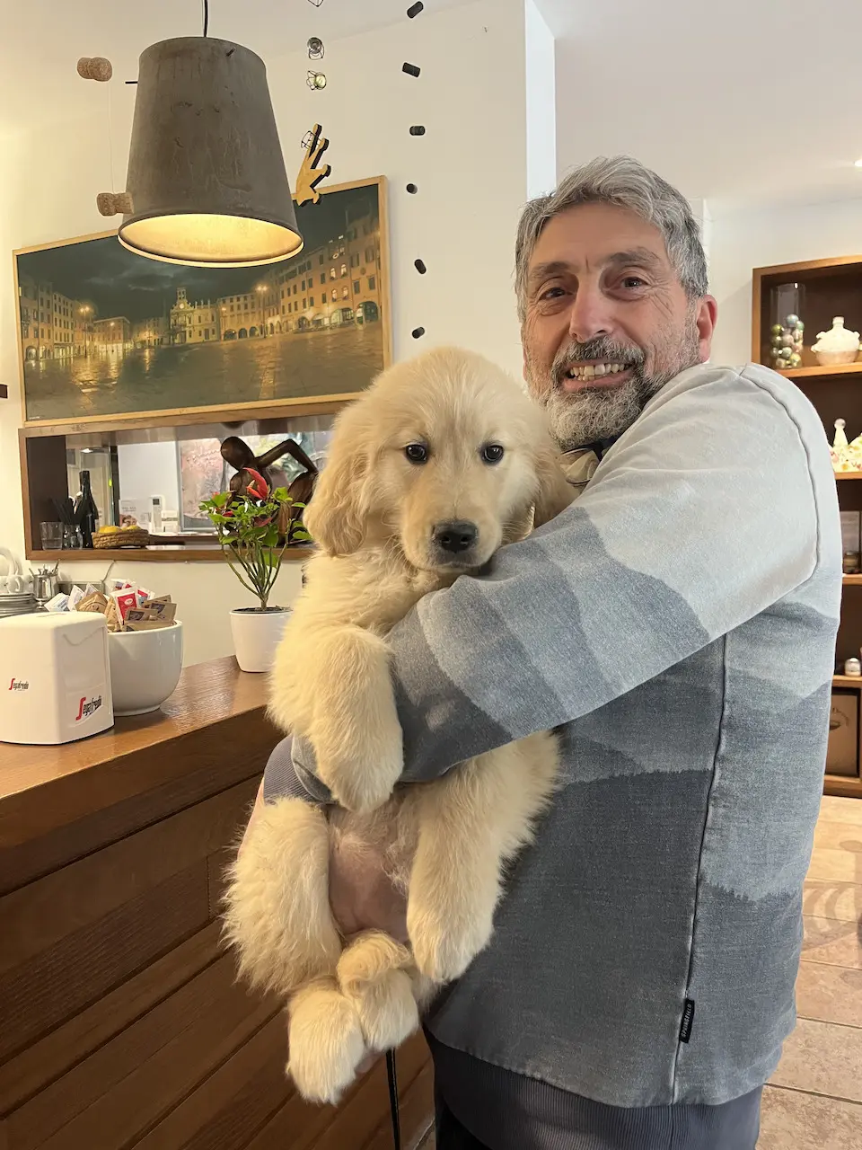 cucciolo golden retriever