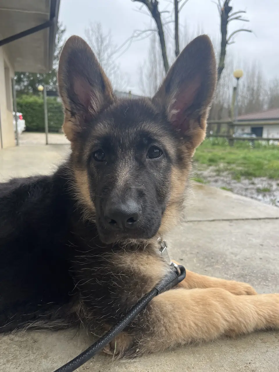 cucciolo pastore tedesco