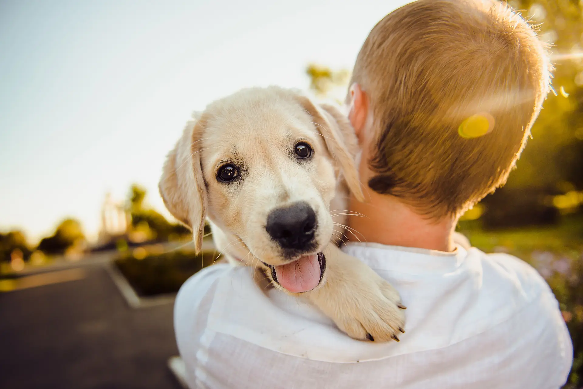 consulenza preadozione cane