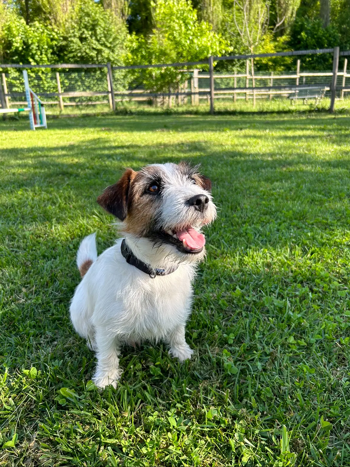 allevamento jack russell friuli venezia giulia